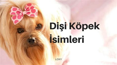 K Pek Simleri Erkek Ve Di I K Pek Simleri Loxy