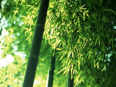 Bamboo Wallpaper Bamboo Forest Wallpapers