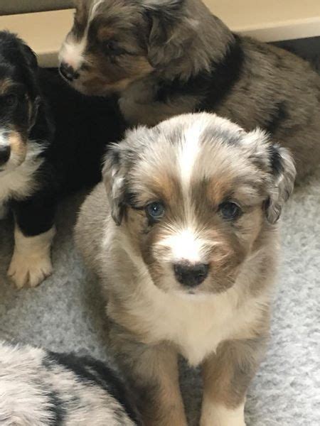 Myself and my boys are the primary caretakers. Litter of 4 Miniature Australian Shepherd puppies for sale ...