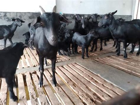Black Bengal Female Goat Meat 7 8 Kg At Rs 4000piece In Barasat Id