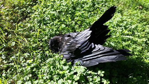 Dead Crow By Makaruwolf55218 On Deviantart