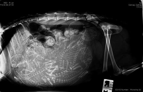 These 16 X Rays Of Pregnant Animals Are Extremely Amazing