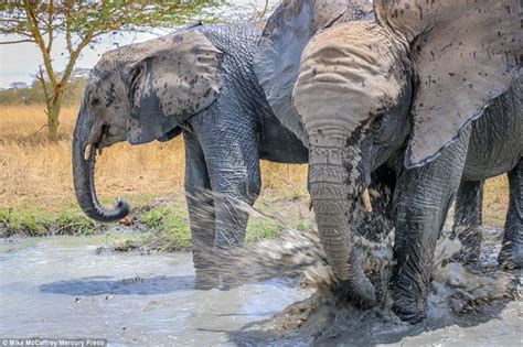 A Muddy Good Time Adorable Photographs Show Playful Baby Elephants