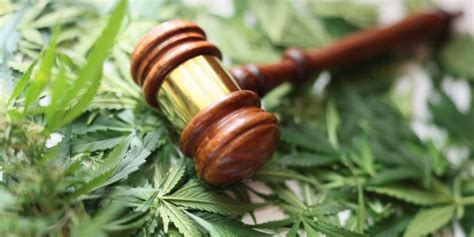 The Legalization Of Cannabis Navigating The New Landscape Of Workplace Drug Screening Law Bugs