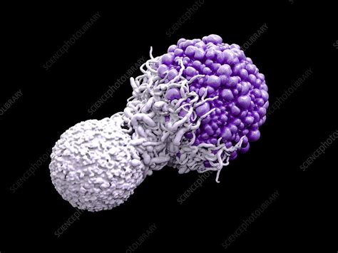 T Cell Attacking Cancer Cell Illustration Stock Image C0509423