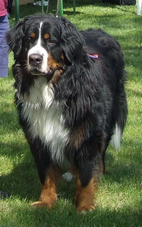 Pin By Ruth Cunningham On Bernese Mountain Dogs Burmese Mountain Dogs