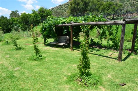 See more ideas about grape trellis, trellis, grape vine trellis. Catawba grape jelly | Grape vine trellis, Vine trellis, Metal garden trellis