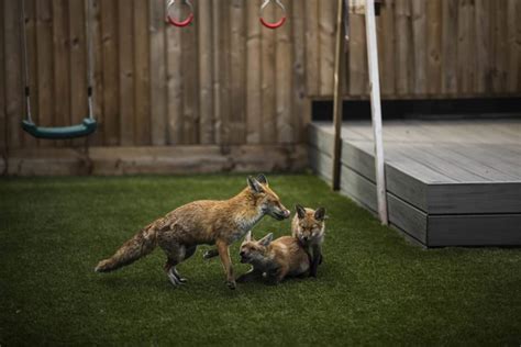 Homeowner Says Garden Has Been Blighted After Cute Foxes Moved In