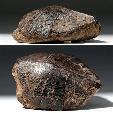 Ancient Fossilized Turtle Shell