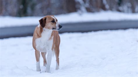 At What Temperature Do Dogs Freeze To Death