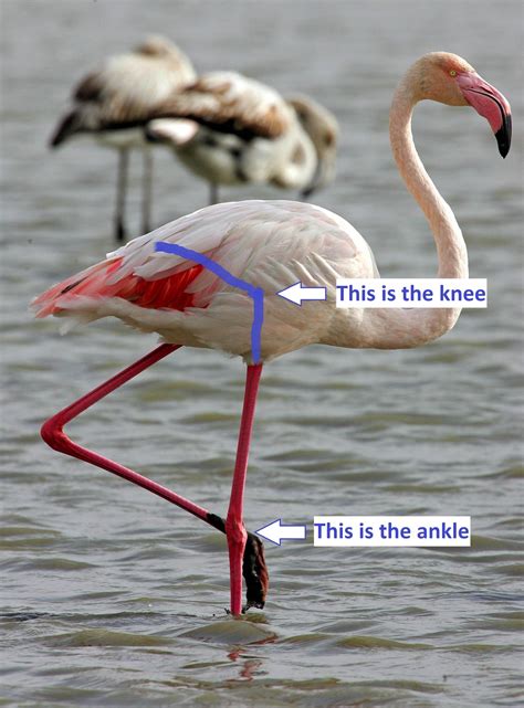 Why Flamingos Are More Stable On One Leg Than Two The Atlantic