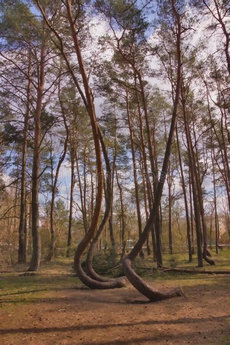 Crooked Trees Or Crooked Forest Polish Krzywy Las Bent Trees Near