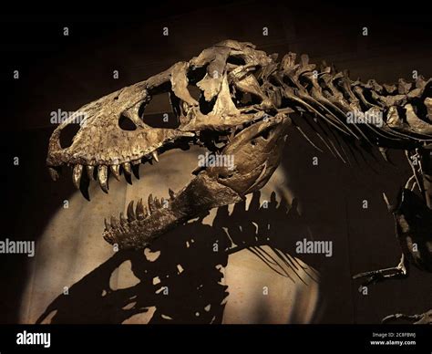 The Skeleton Of The 66 Million Years Old Tyrannosaurus Rex Dinosaur