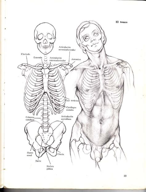 Anatomia Artistica Dibujo Anatómico De La Figura Humanapdf