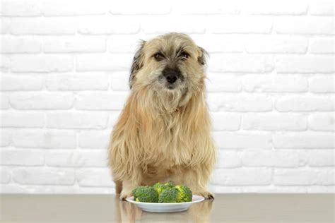 Is Broccoli Ok For Dogs The 11 The Good And Bad To Know