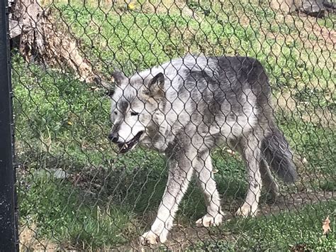 Gray Wolf Zoochat