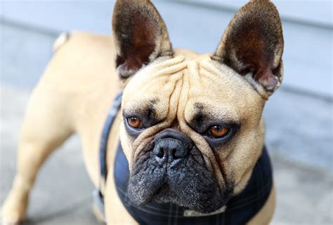 Why Do French Bulldogs Get Tear Stains French Bulldog Breed Atelier
