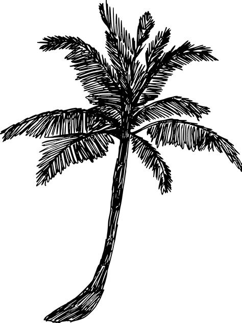 5 Palm Tree Drawing Png Transparent