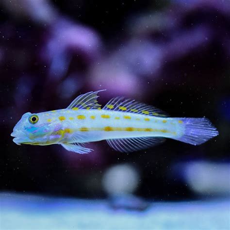 Diamond Goby Species Overview Care And Breeding Guide Fia