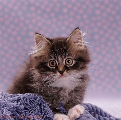 Portrait Of Fluffy Tabby Kitten Photo Wp08503