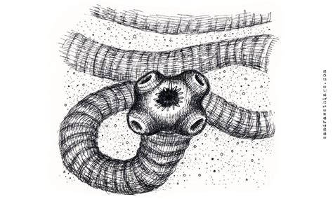 T Solium Parasite By Illustrator Sam Goodlet