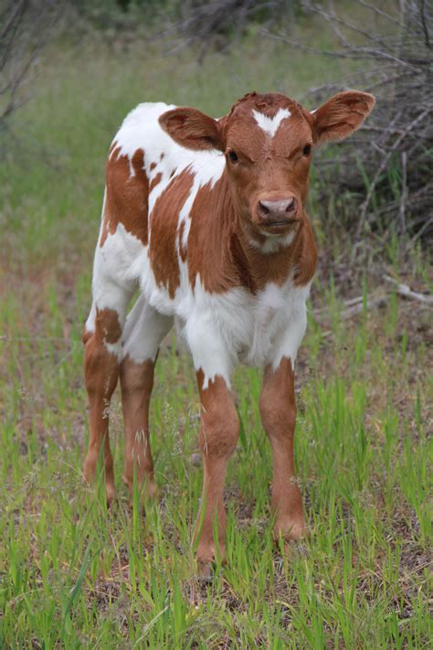 THB Steer Texas Longhorn calf Two Heart Bar Ranch Baby Farm Animals