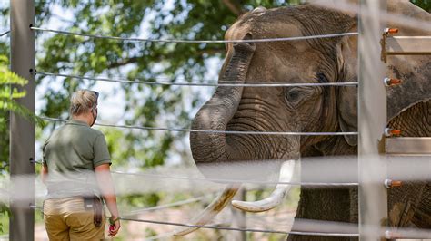 Indianapolis Zoo Elephants Died They May Help Save Others
