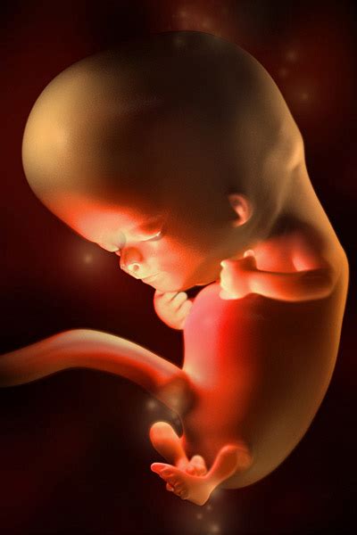 10 Week Fetus