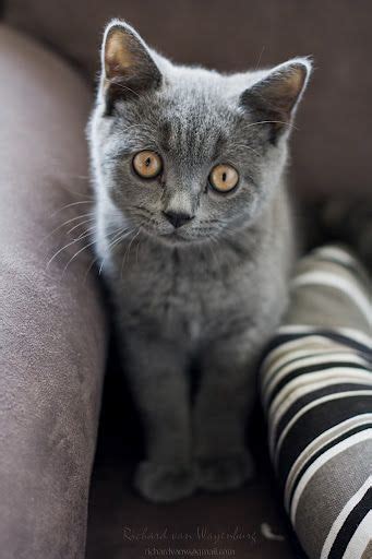 Ive Always Wanted A Solid Gray Cat Super Cute