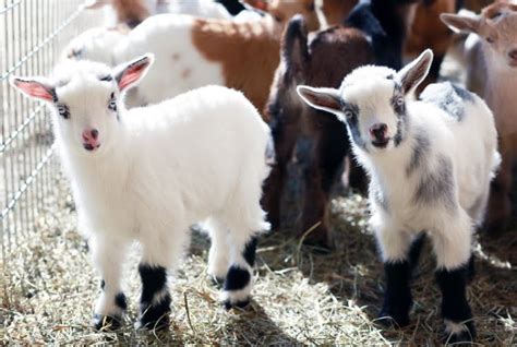 Commercial Goat Farming In Nigeria