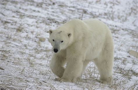 Polar Bear Facts Animals Of North America