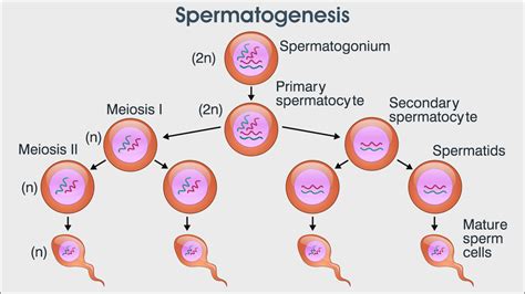 Proses Spermatogenesis Pada Manusia Repro Note Hot Sex Picture
