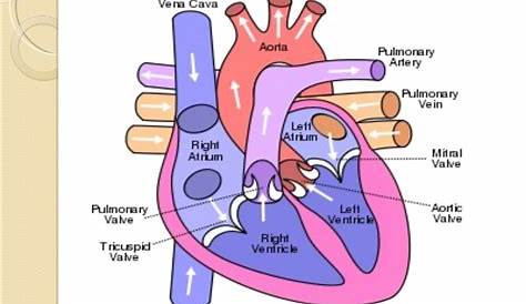 Pulmonary & systemic circulation