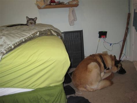 28 Stolen Dog Beds That Reiterate Cats Are Stingy Jerks28 Stolen Dog