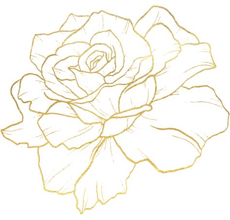 Rose Flower With Gold Line Art 10336182 Png