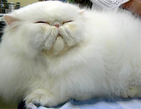 ~beautiful White Persian Cat At The Cat Fanciers Show