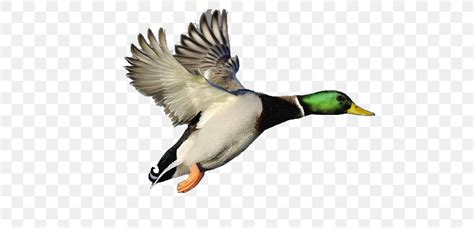 Mallard Duck Free Content Clip Art Png 640x395px Mallard Beak Bird