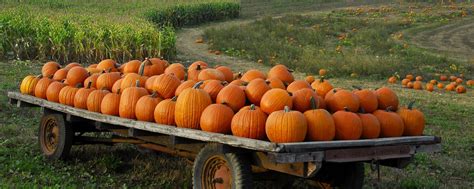 Pumpkin Patch Halloween Autumn For Desktop Wallpaper Nature And