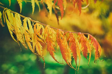 Autumn Tree Branch Stock Image Colourbox