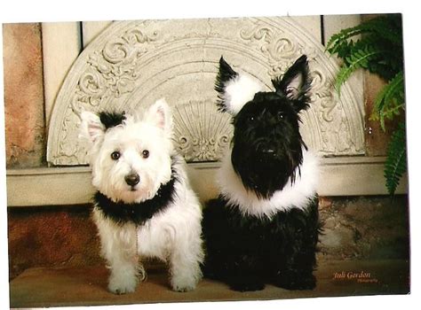 Love The Scottie And Westie Westies Westie Dogs Cute Dogs