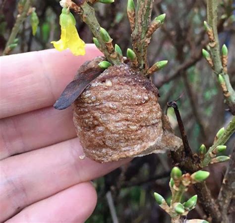 Praying Mantis Egg Case Identification — And All About Praying Mantises