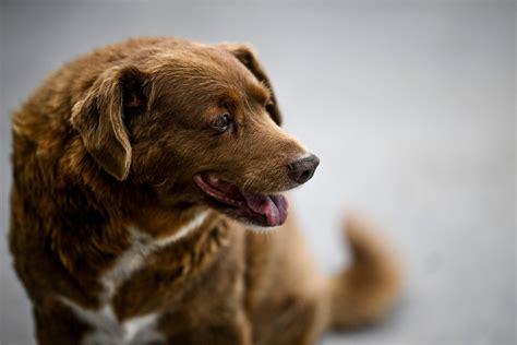 Worlds Oldest Dog According To Guinness Celebrates 31st Birthday