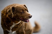 World's oldest dog, according to Guinness, celebrates 31st birthday