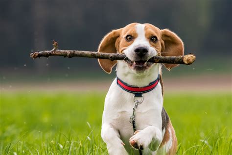 Why Do Dogs Eat Sticks 4 Reasons Toys To Help