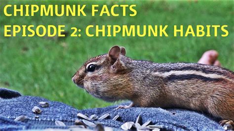 Chipmunk Facts Episode 2 Chipmunk Habits Youtube