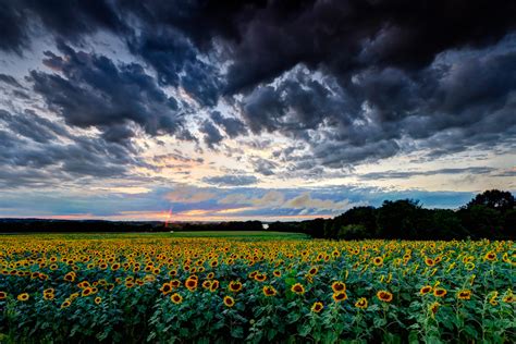Sunflowers Under Stormy Skies