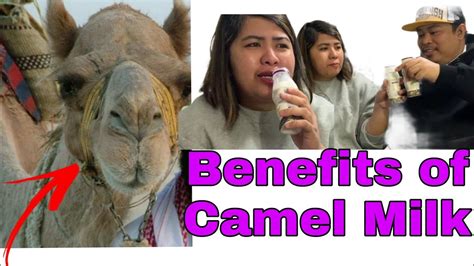 Drinking Camels Milk For The First Time Benefits Of Camel Milk Youtube