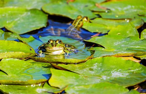 Hd Wallpaper Frog Pond Water Garden Pond Green Aquatic Animal