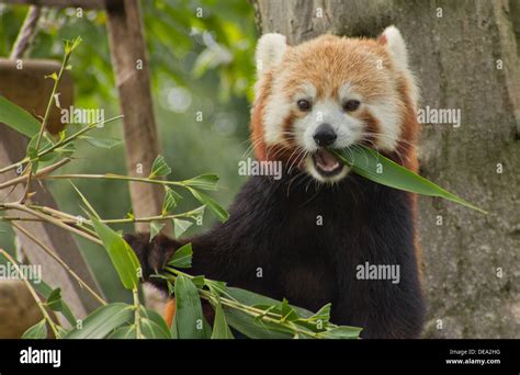 Red Panda At Paradise Wildlife Park Stock Photo Alamy