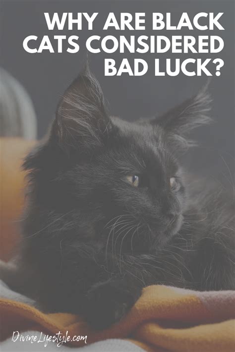 Black Cat Superstition Good Luck Care About Cats